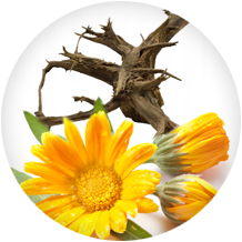Extraits de griffe du diable et arnica - Amélioration de la mobilité articulaire